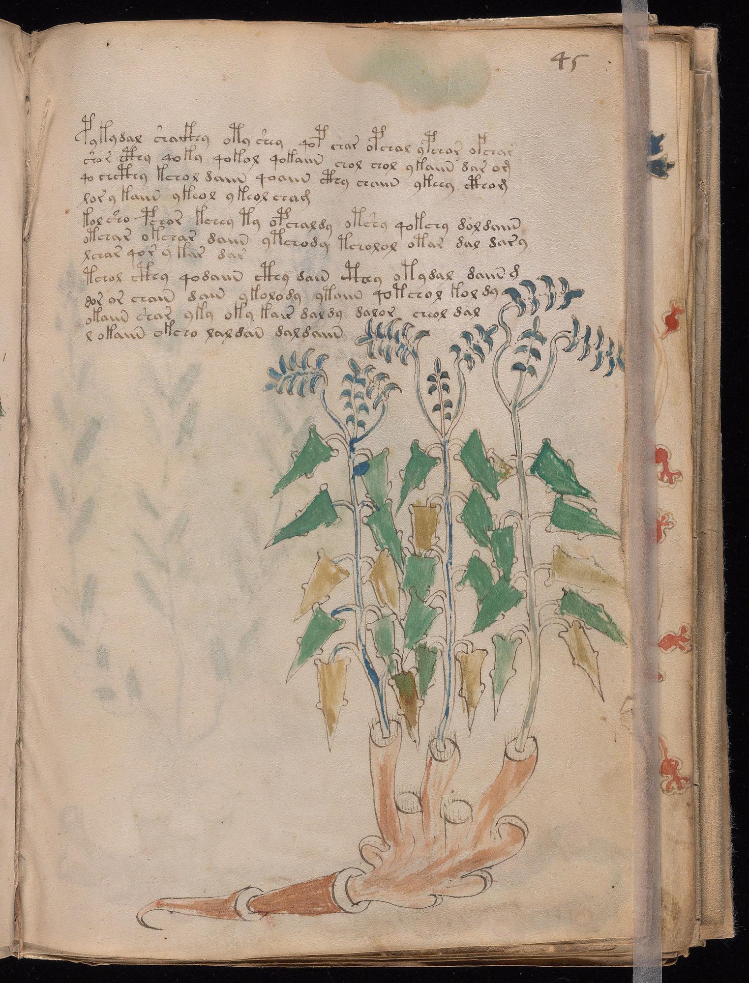 Voynich Manuscript folio f45r — Beinecke MS 408